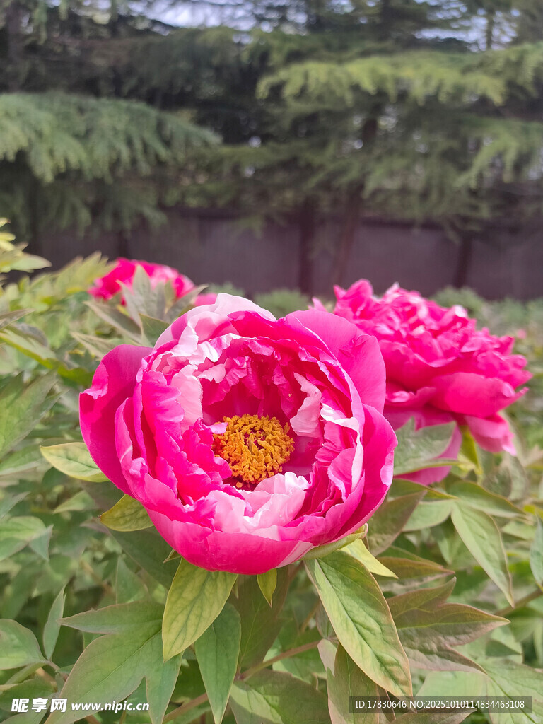 牡丹花
