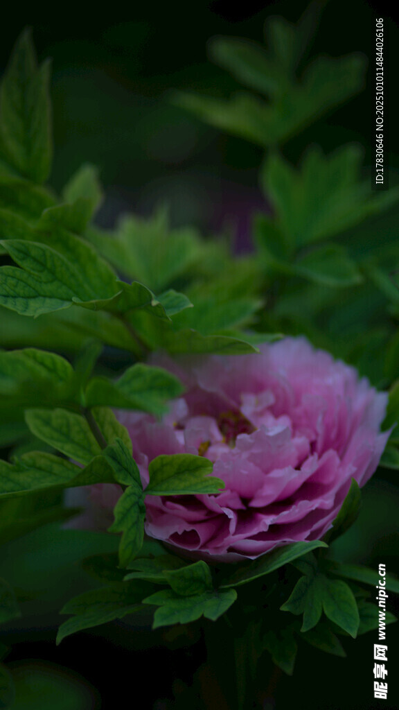 牡丹花