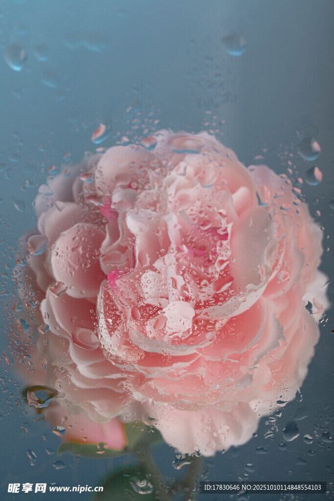 牡丹花