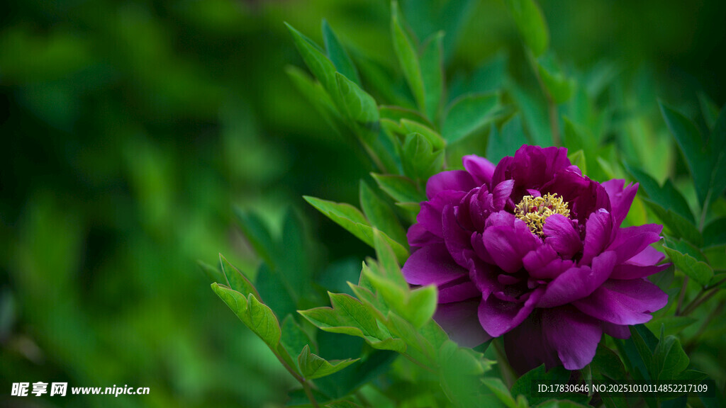 牡丹花