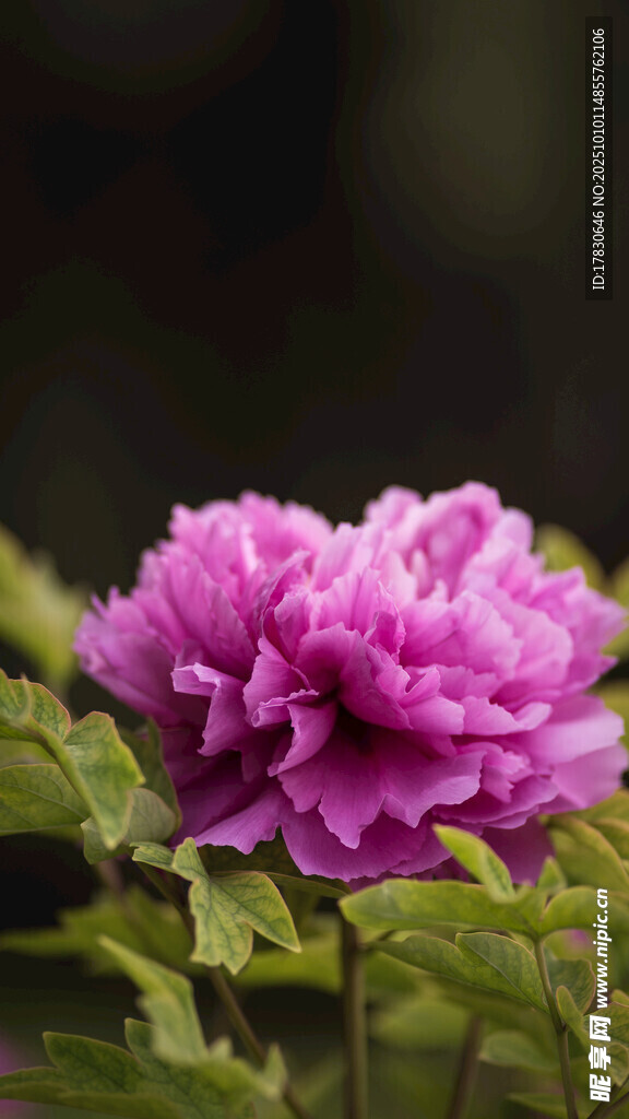 牡丹花