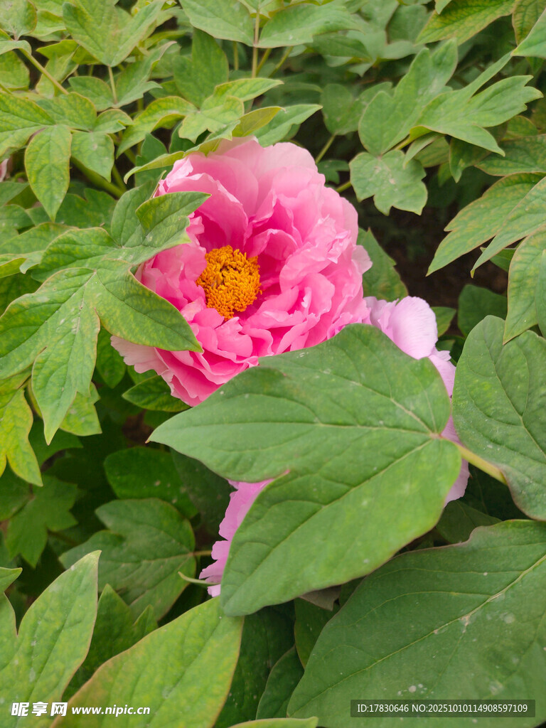 牡丹花