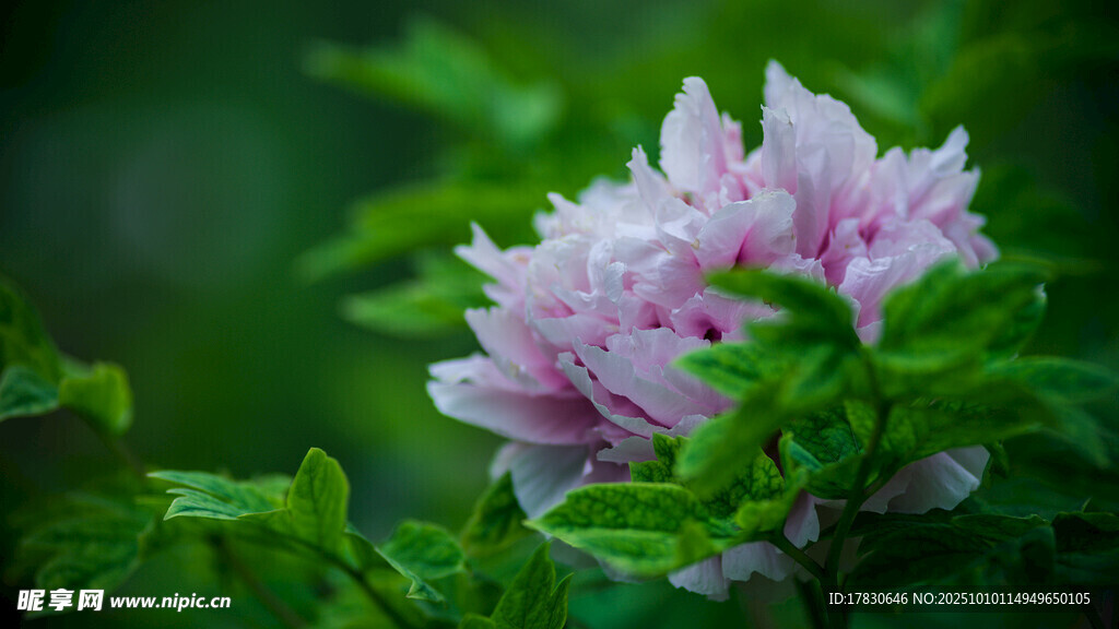 牡丹花