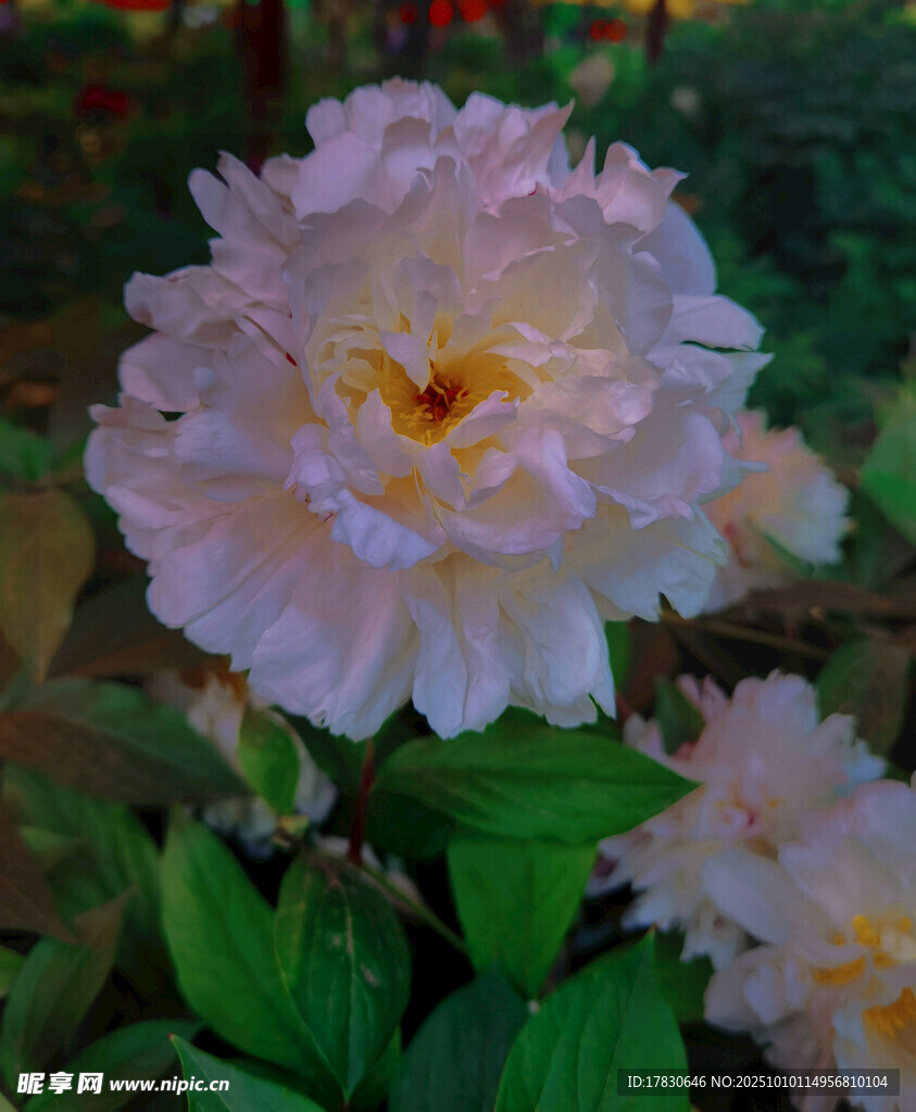 牡丹花