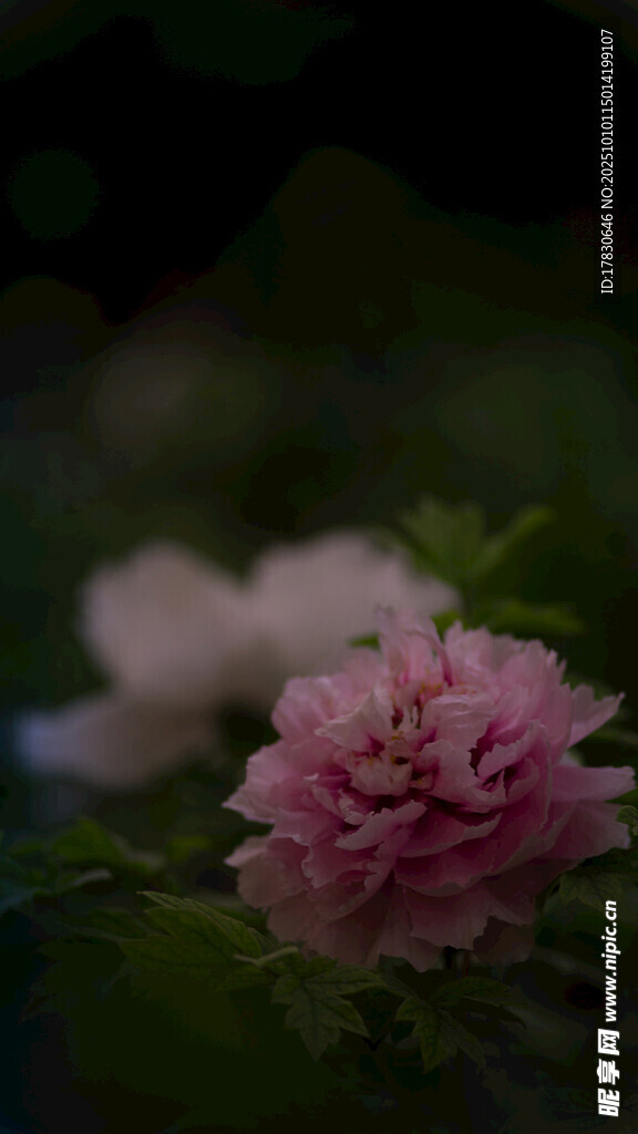 牡丹花