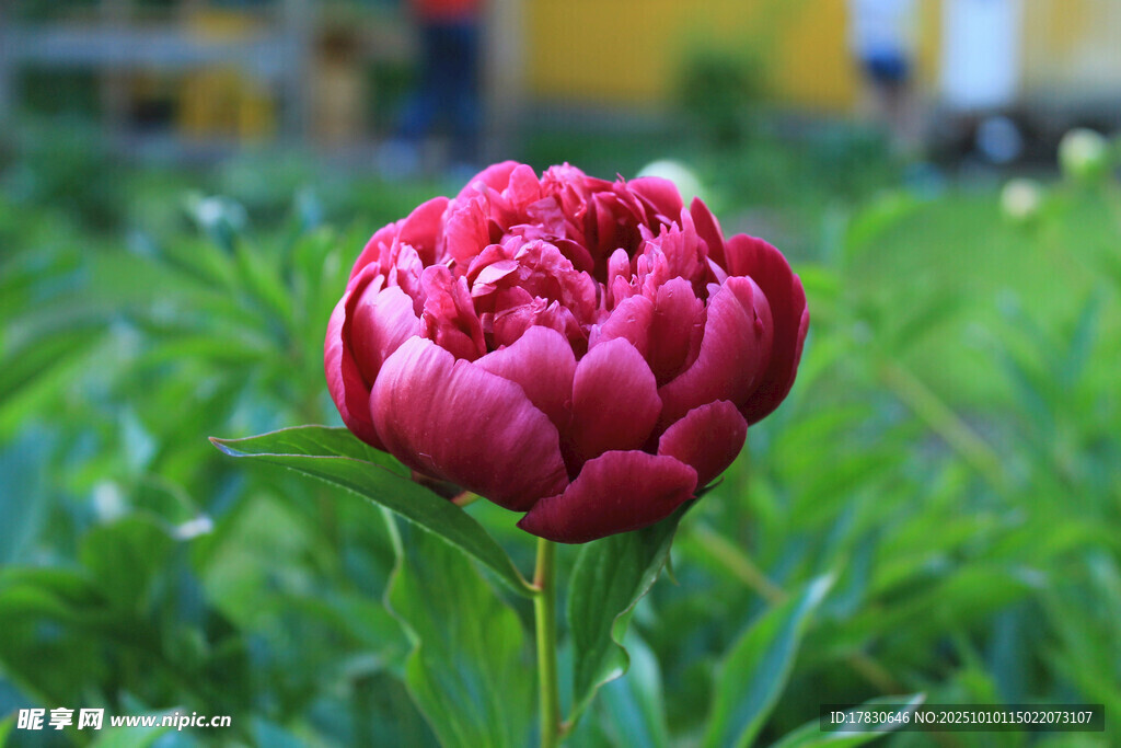牡丹花