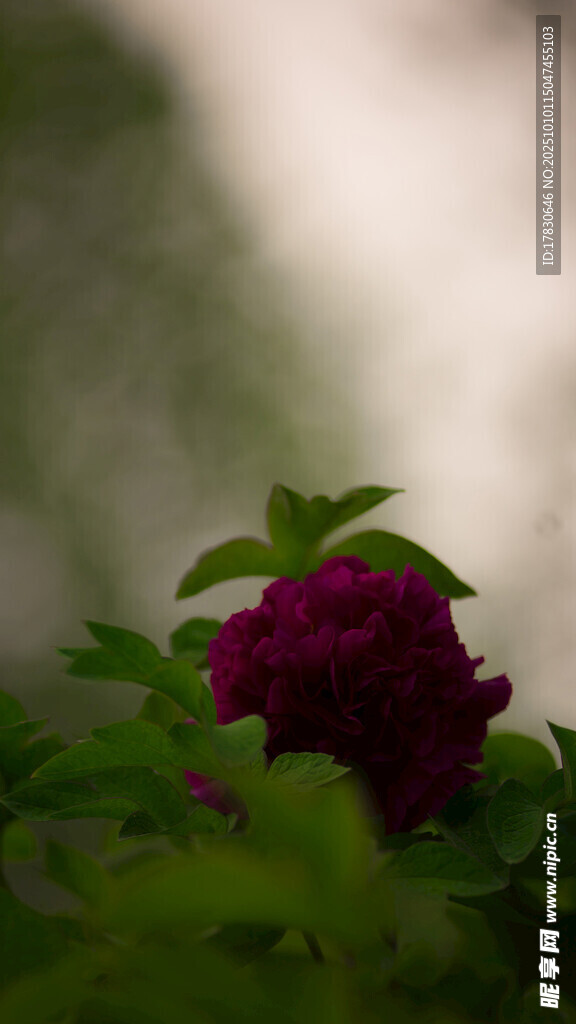 牡丹花