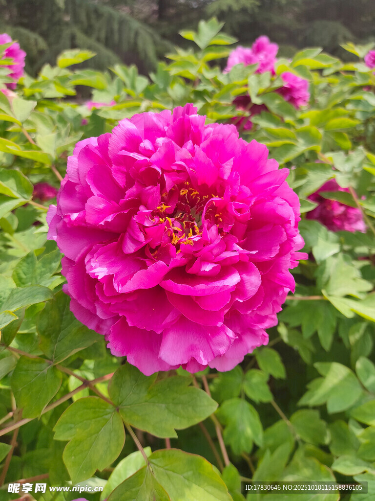 牡丹花