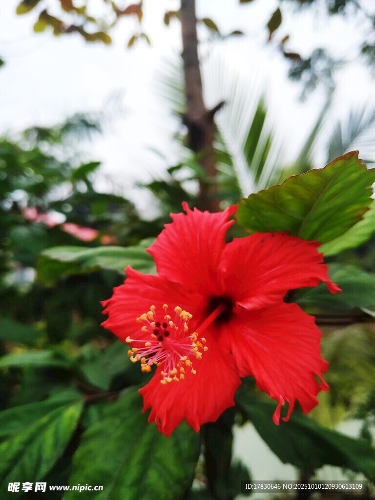木槿花