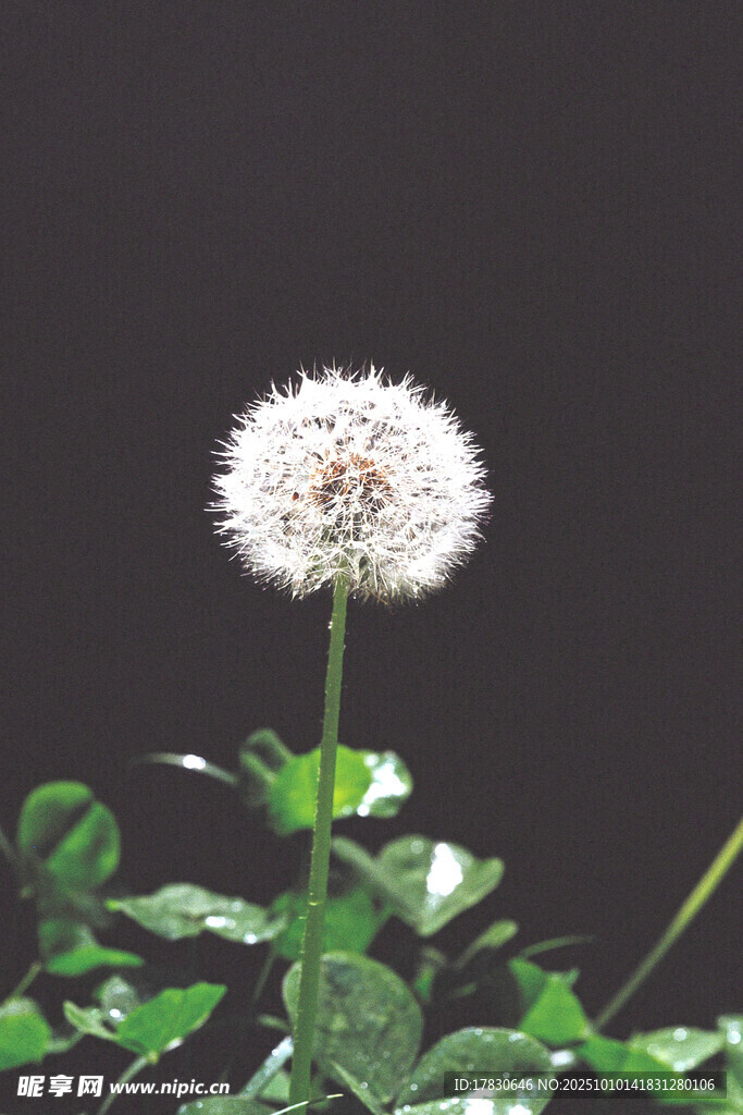 蒲公英