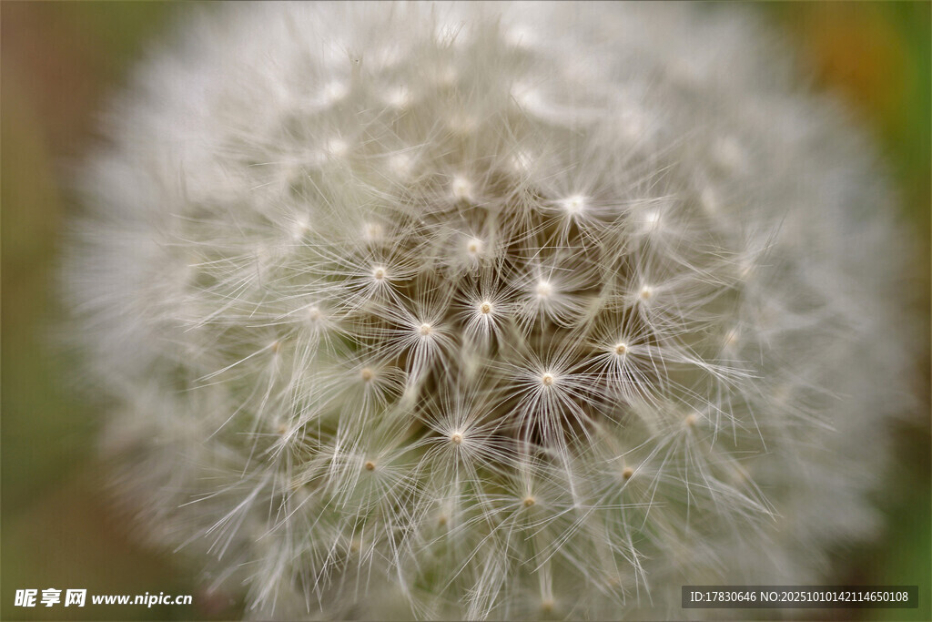 蒲公英