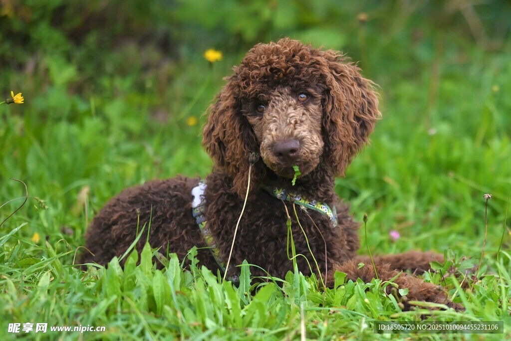 棕色卷毛犬趴于绿草地上