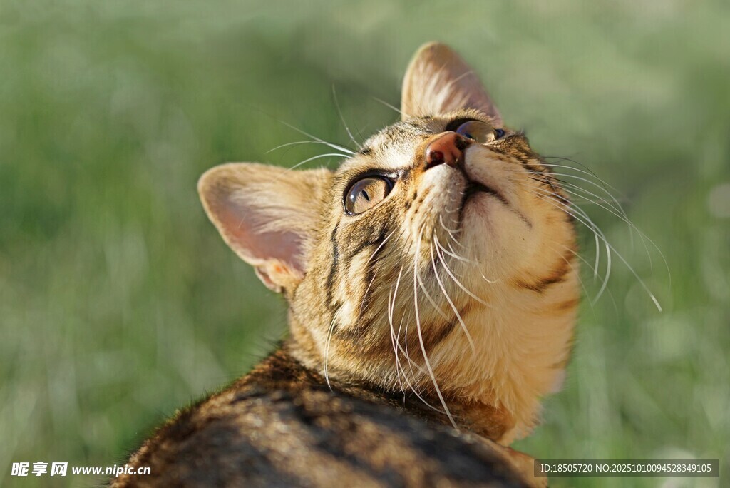 仰头好奇的斑纹猫咪