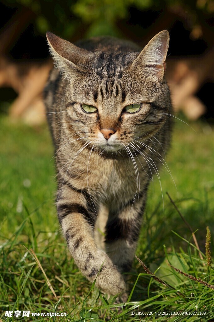草地上行走的斑纹猫咪