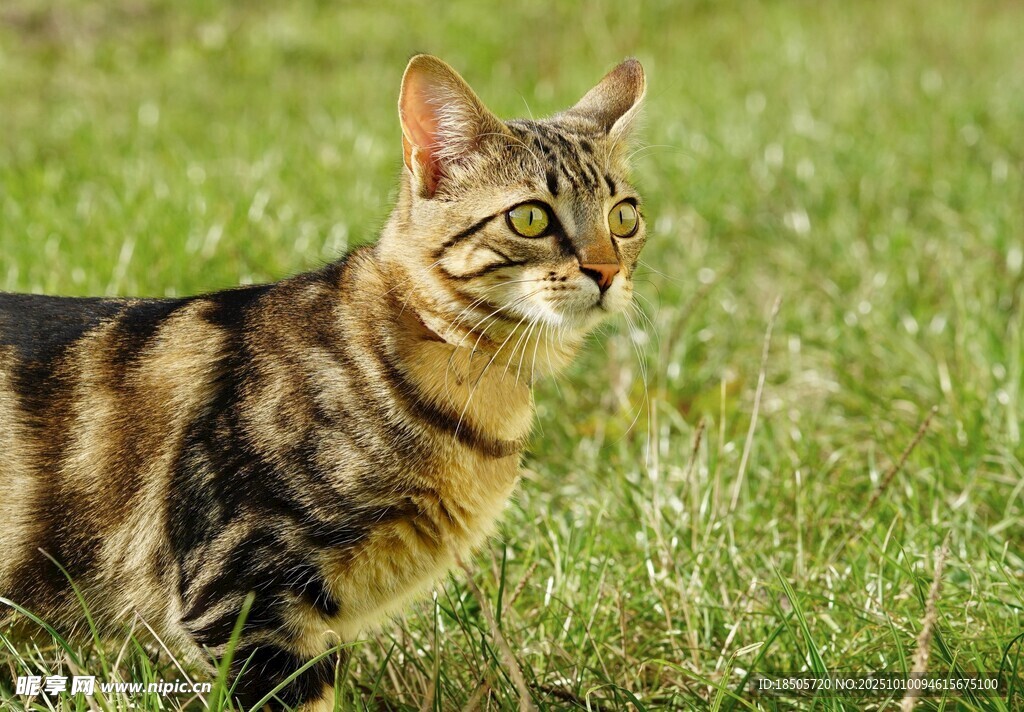 草地上的斑纹猫咪