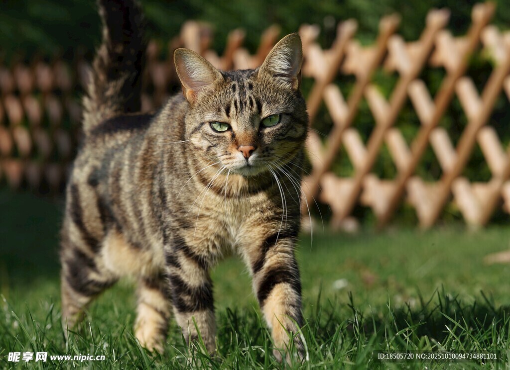 草地上行走的条纹猫咪