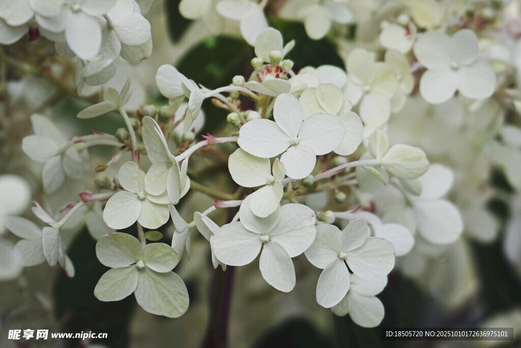 白色绣球花特写