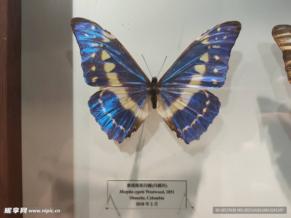 蓝色蝴蝶标本展示
