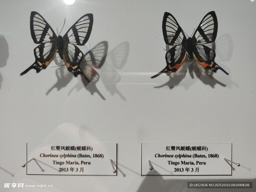 蝴蝶标本展示