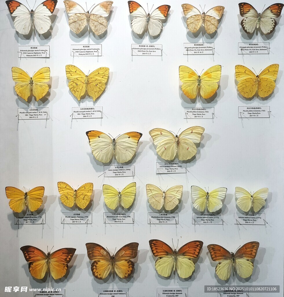 多彩蝴蝶标本展示
