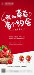 草莓采摘