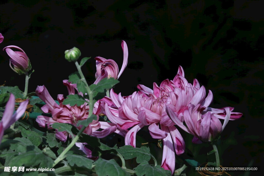 菊花 