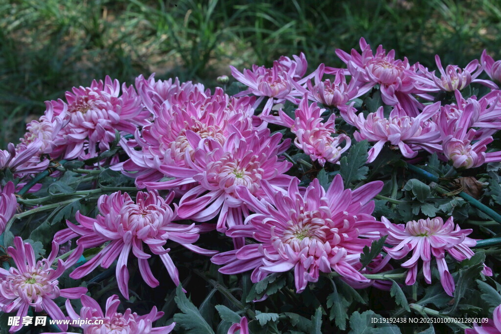 菊花  