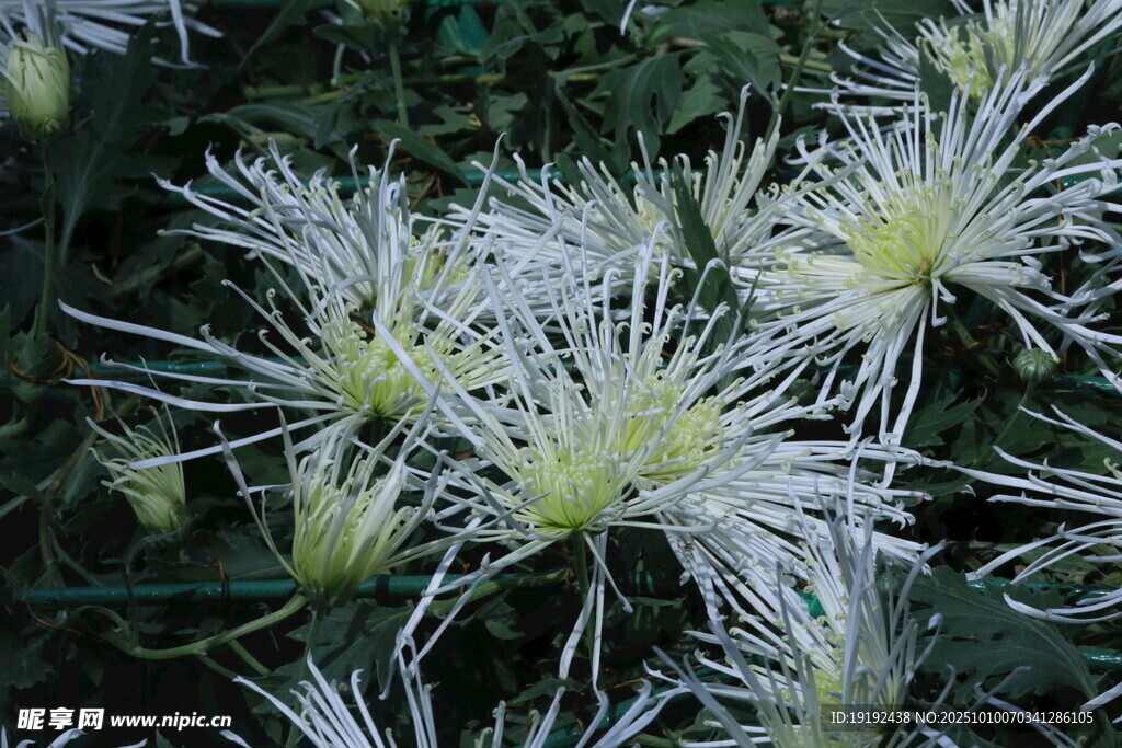 菊花  