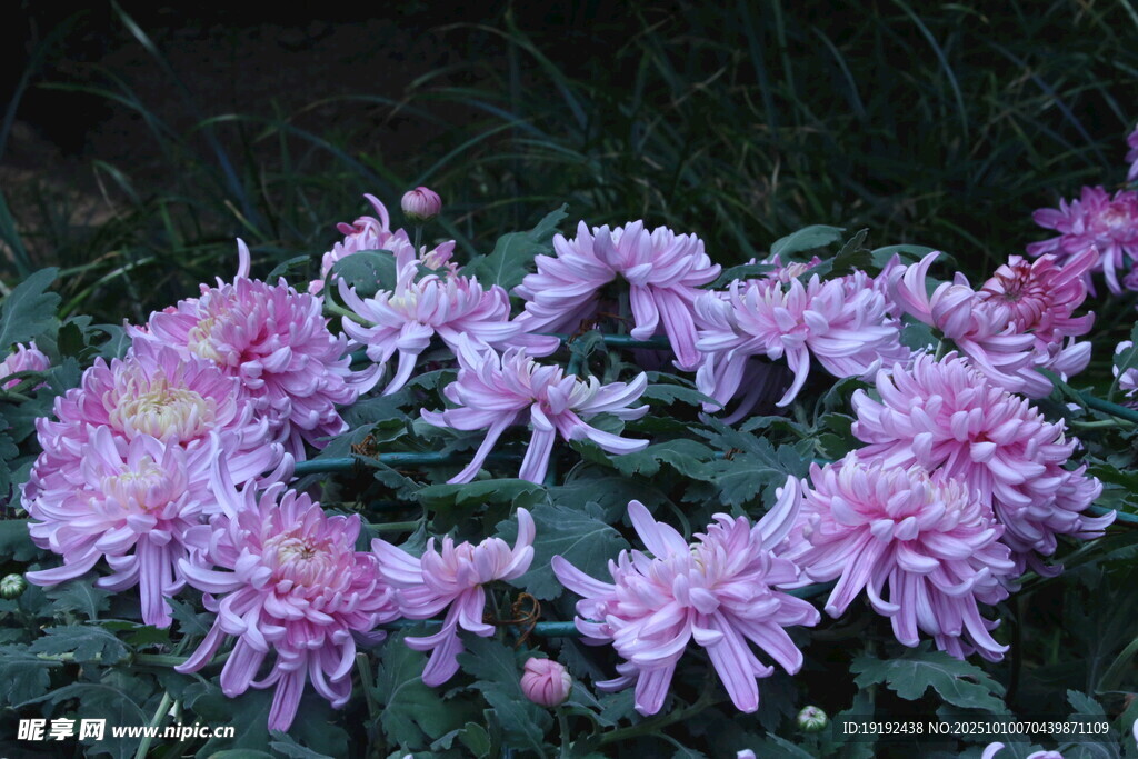 菊花 
