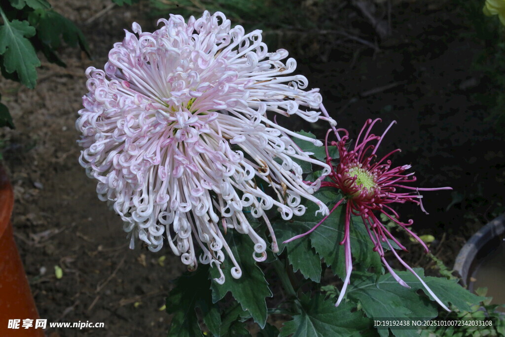 菊花  