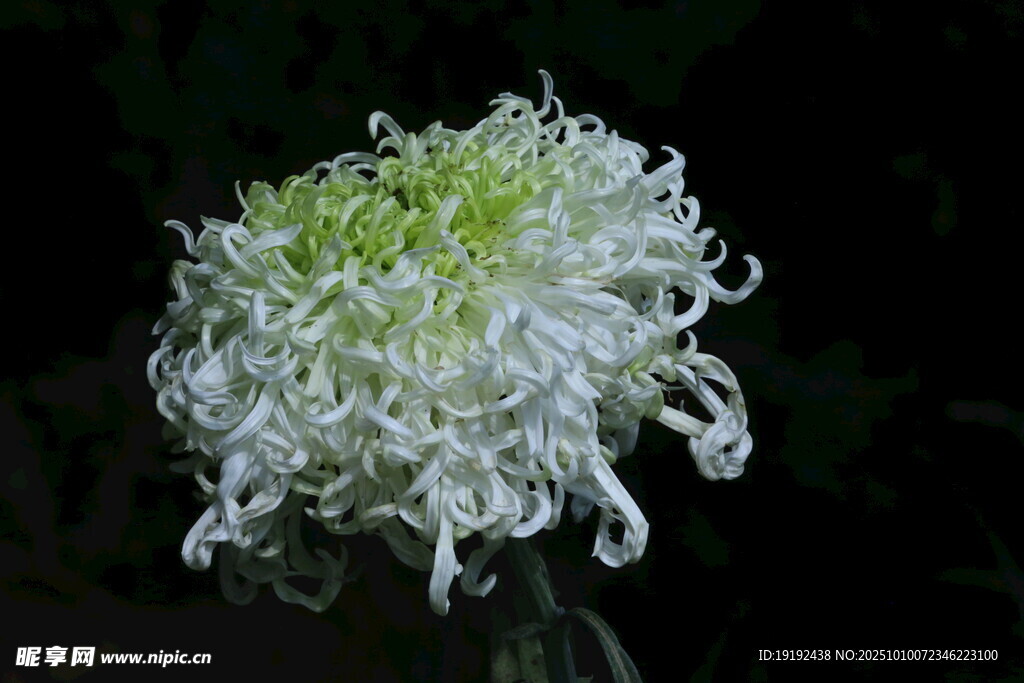 菊花  
