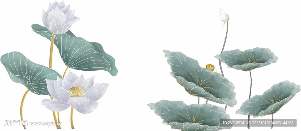荷花