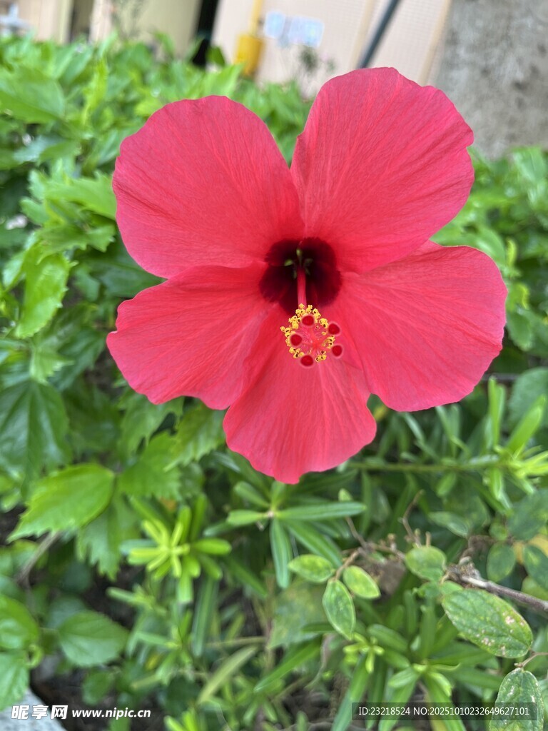 大红花