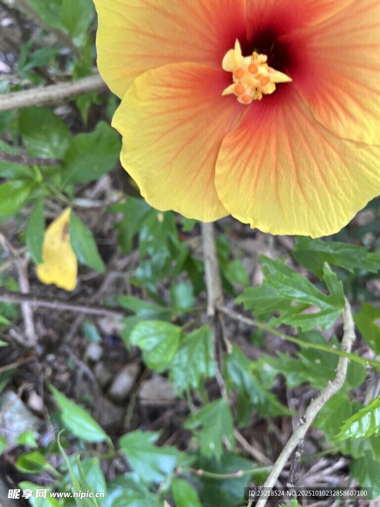 朱槿