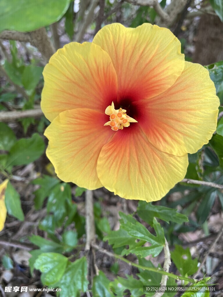 朱槿花