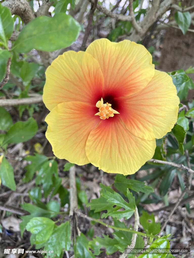 黄色花朵