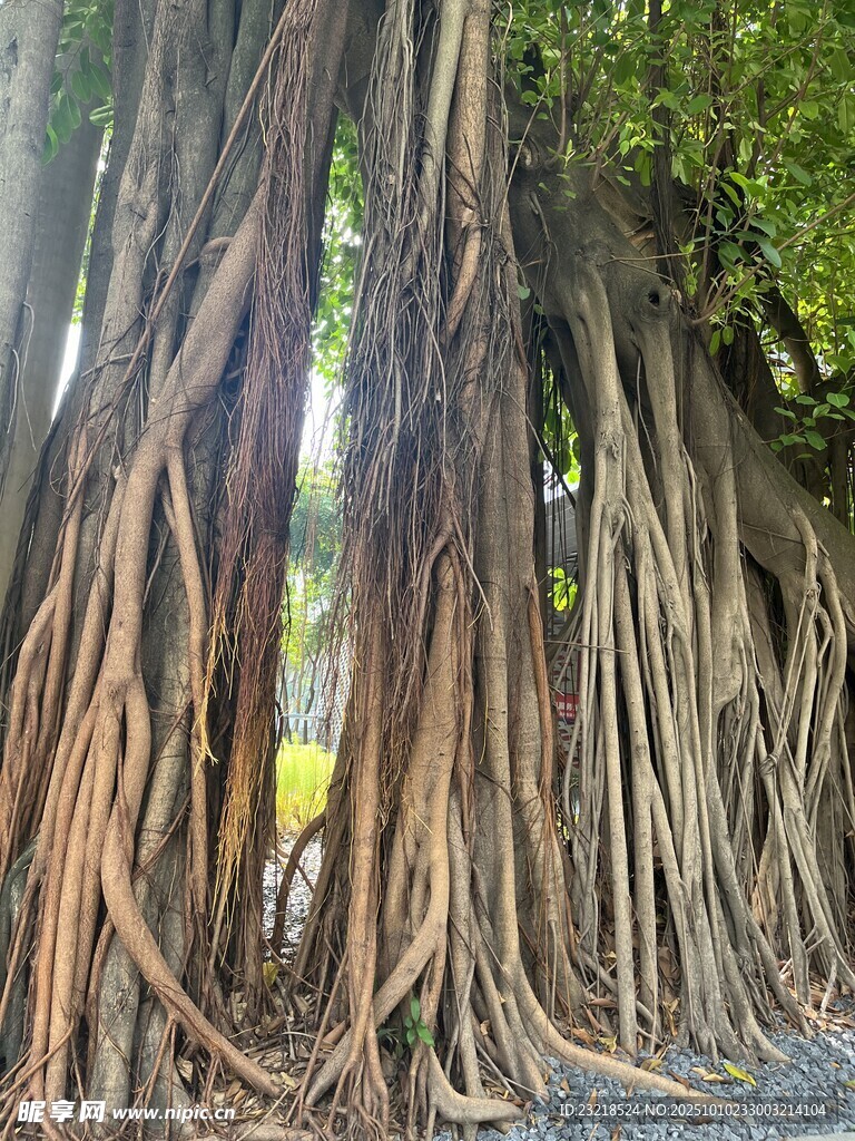 树根