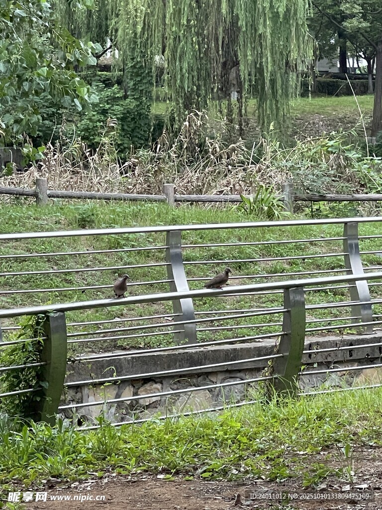 木桥上的鸟儿与自然风光