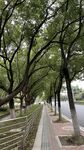 河畔林荫步道 静谧景致