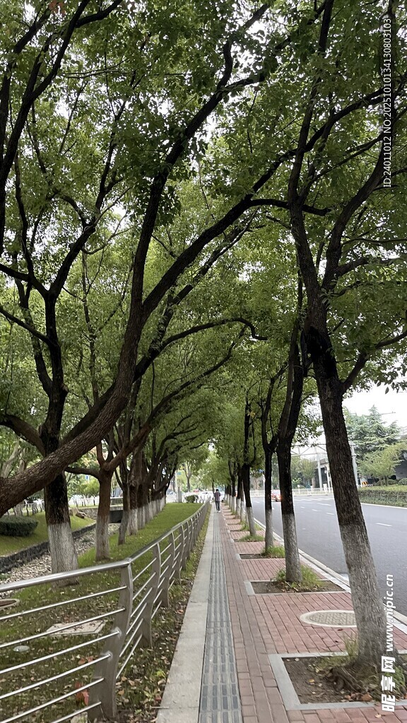 河畔林荫步道 静谧景致
