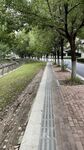 城市林荫步道景观