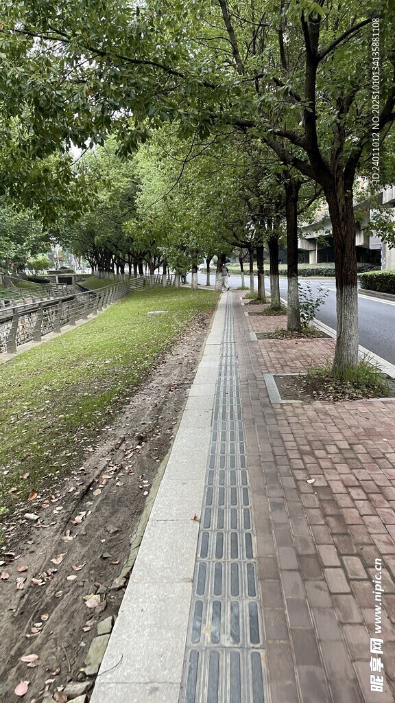 城市林荫步道景观