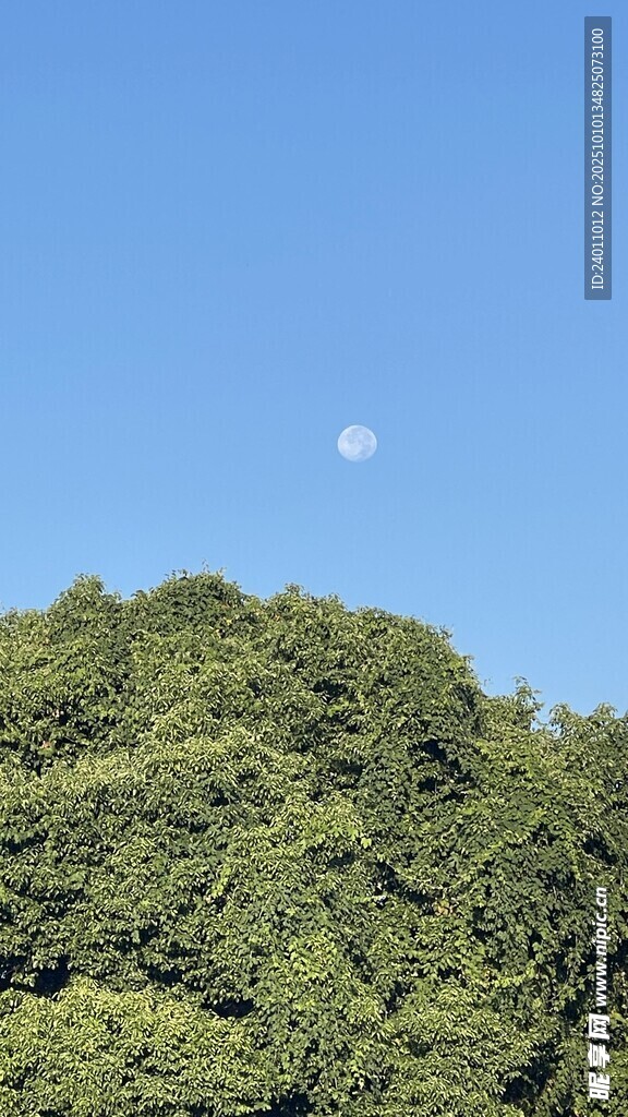 蓝天绿树间的朦胧月亮