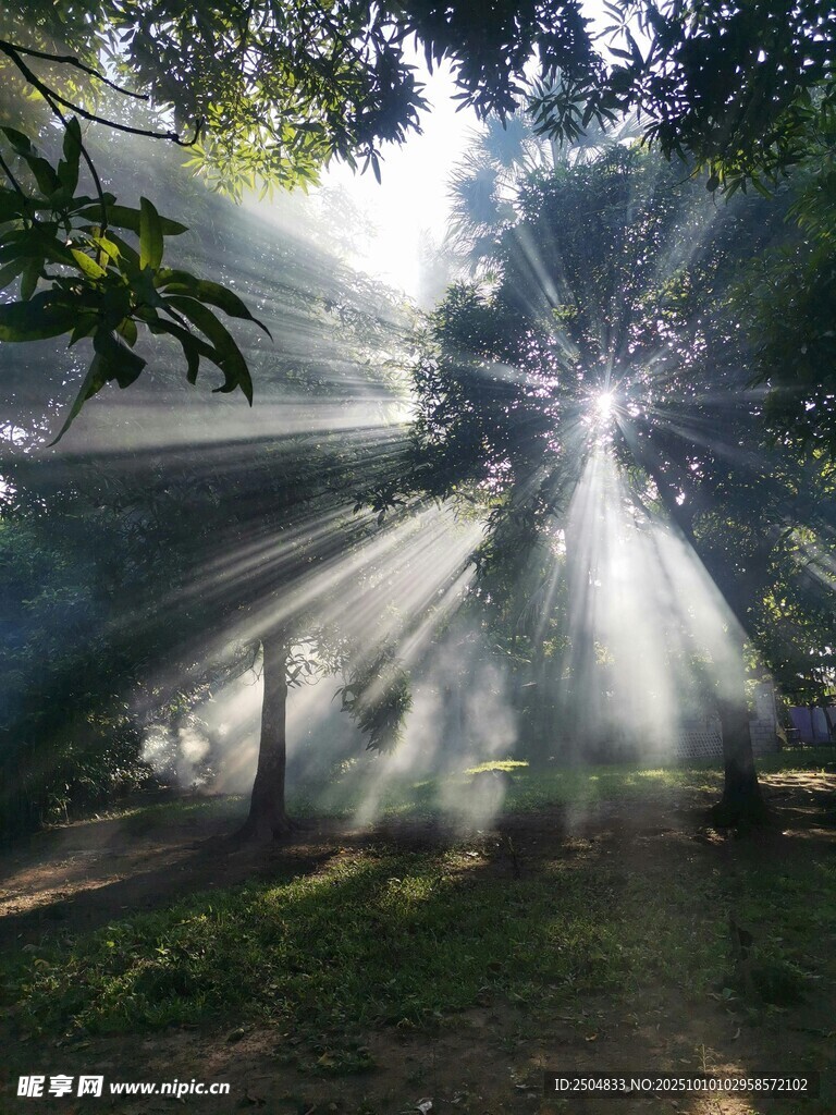 林间阳光洒落的清新美景