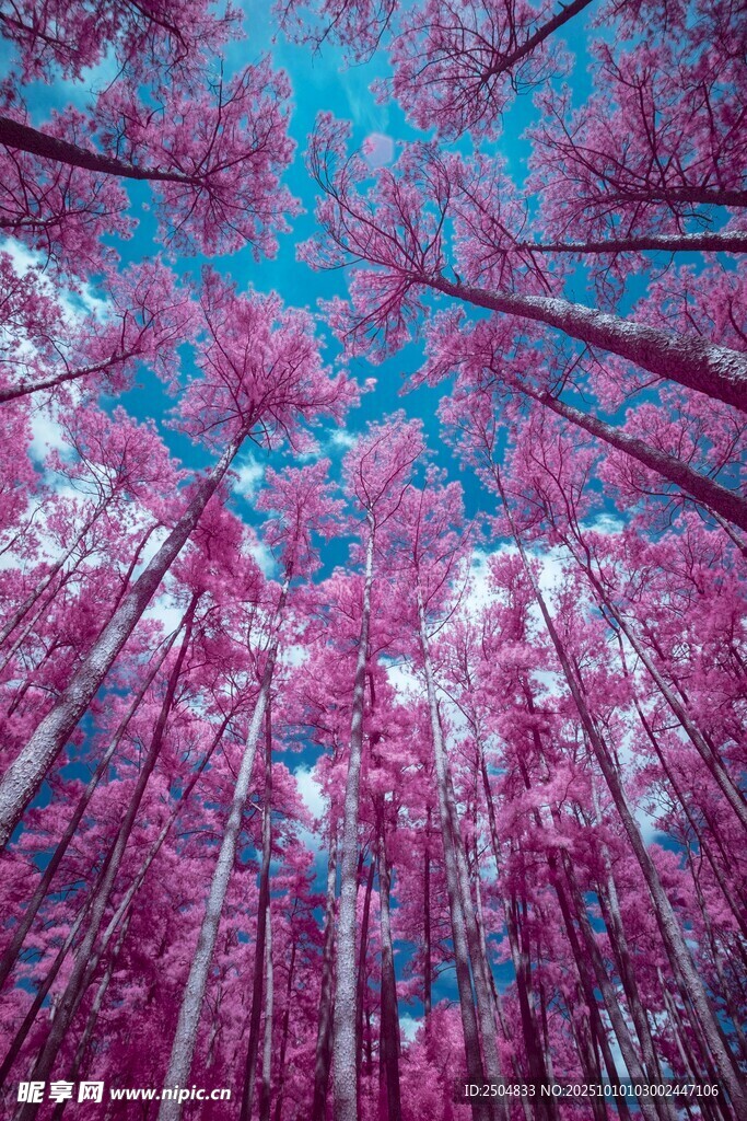 梦幻粉林 仰望绚烂树景