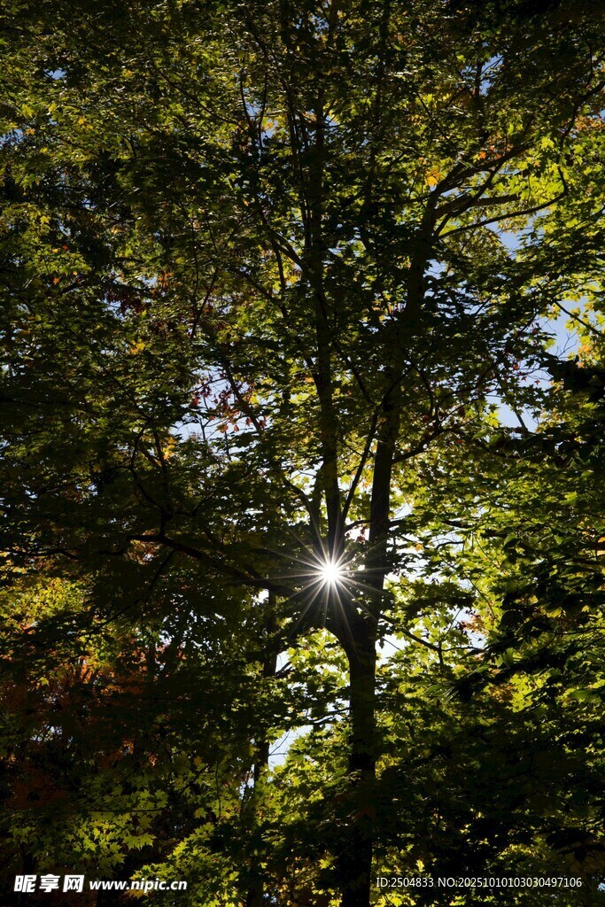阳光穿透树林的静谧美景