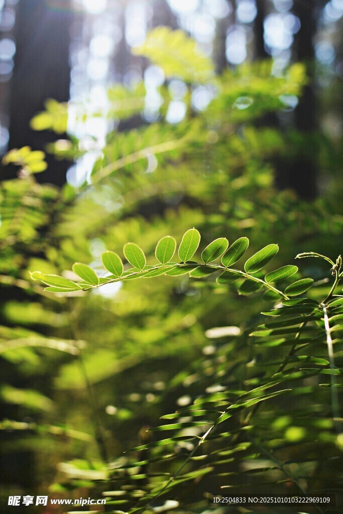 阳光下的翠绿蕨类植物