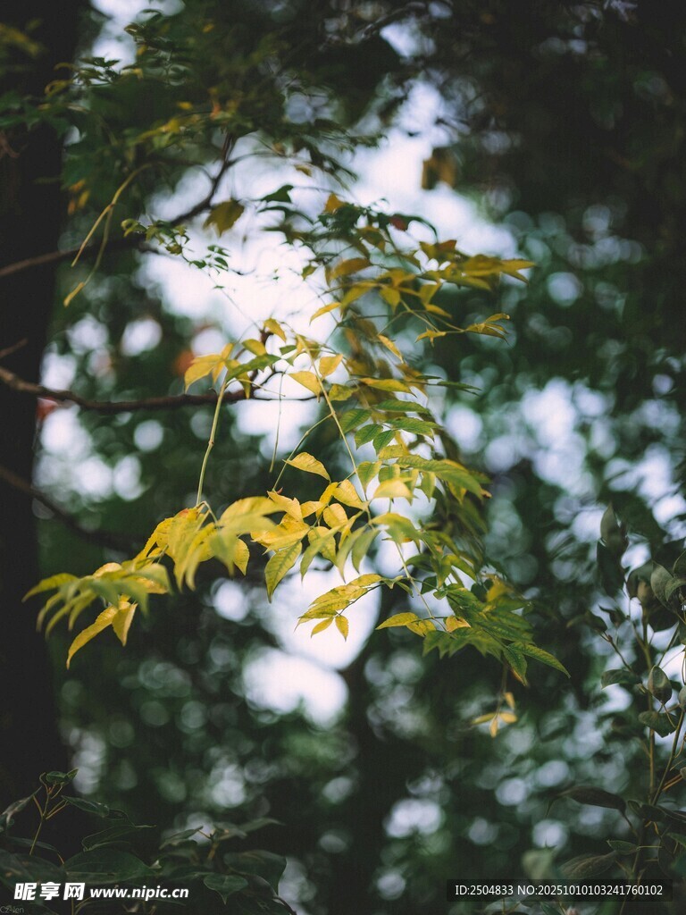 枝头黄叶 尽显自然之美
