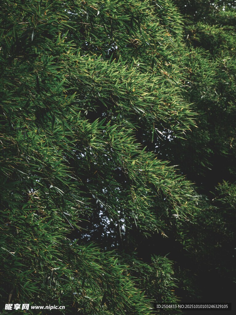 茂密翠绿的枝叶景观