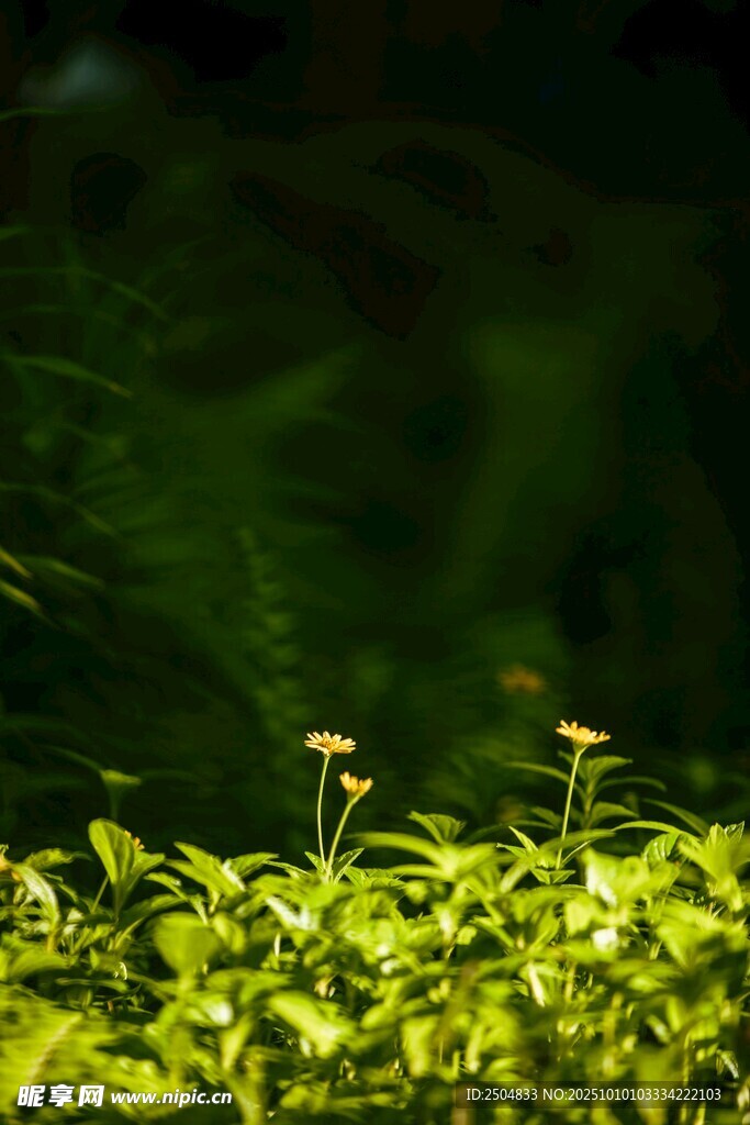 阳光下的嫩绿植物